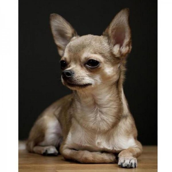 chihuahua