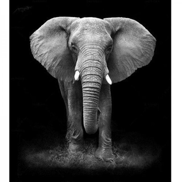 Elefant svartvit