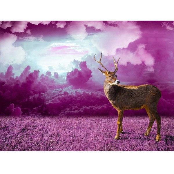 Hjort med purpurfärgad bakgrund