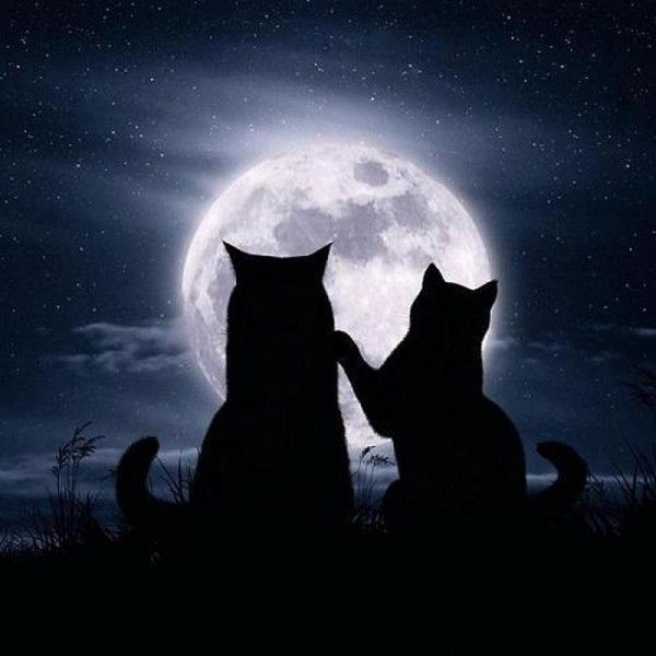 Katter i månljus