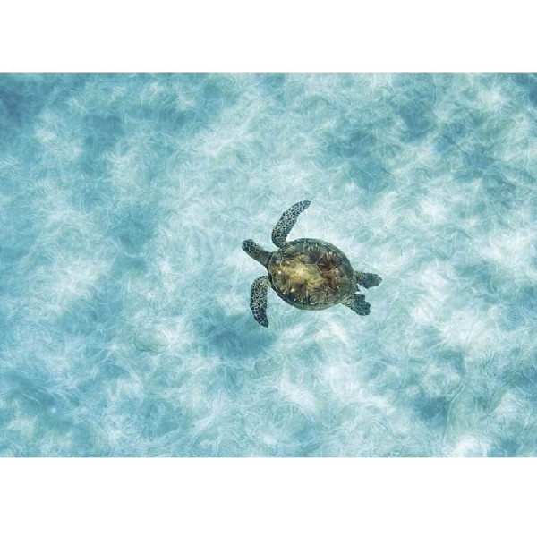 Sköldpadda i vatten