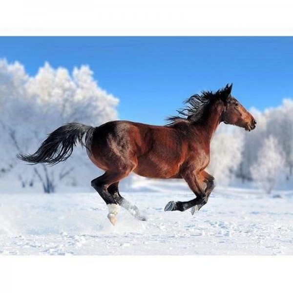 Häst i snön
