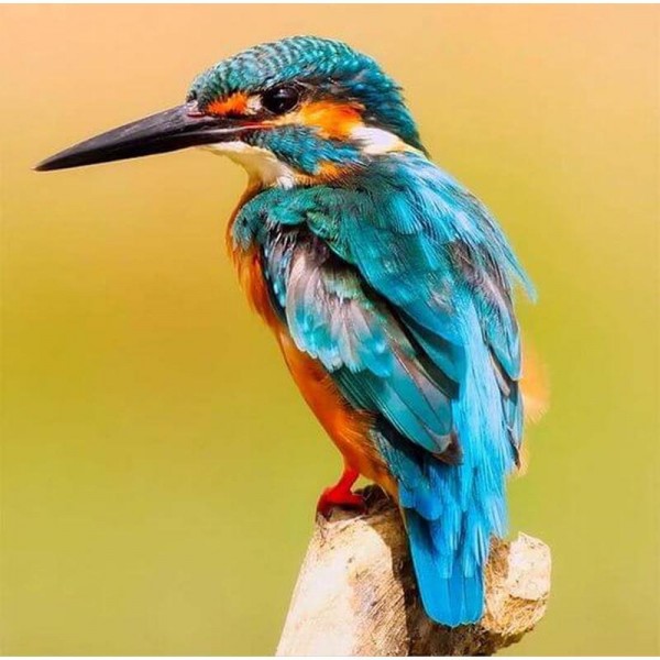 Kungsfiskare - Måla efter nummer