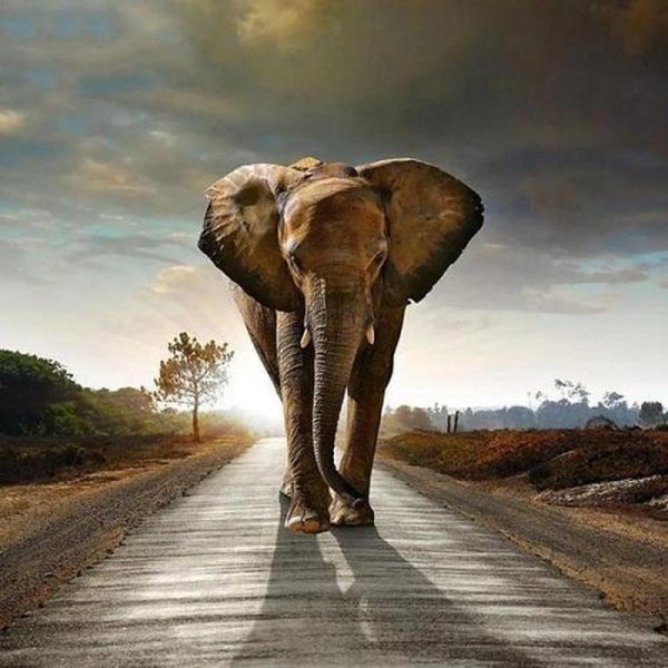 Elefant på väg