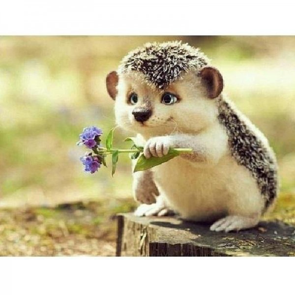 Igelkott med blommor