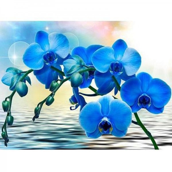 Blå orkidé